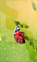 Ladybird Beetle HD live wallpaper capture d'écran 2