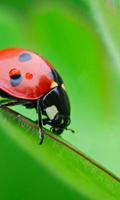 Ladybird Beetle HD live wallpaper capture d'écran 3