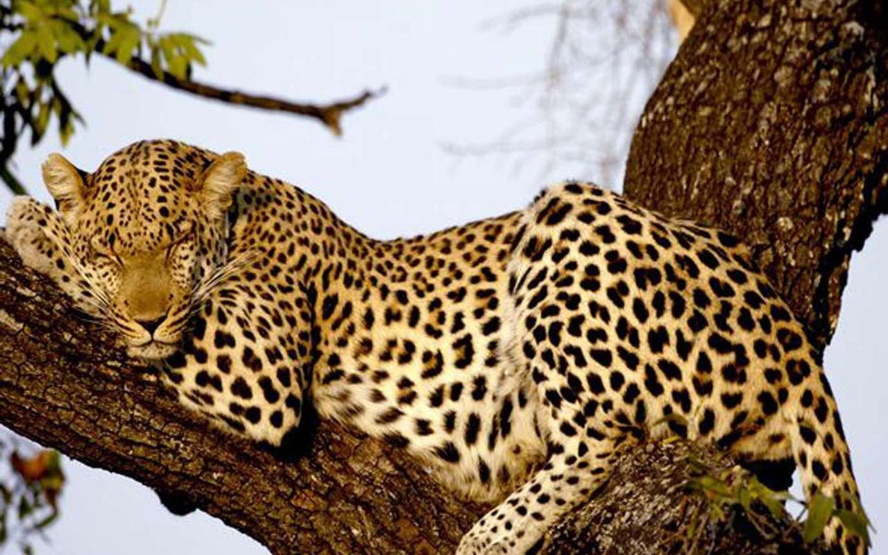 Средние хищные животные. Индокитайский леопард. Ягуар и леопард. Леопард vs Ягуар. Гепард на дереве.