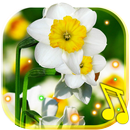 Narcissus Wild live wallpaper APK