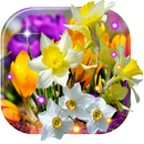 Narcissus and Crocusses live wallpaper APK