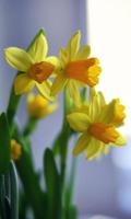 Narcissus and Crocusses Plakat