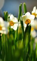 Narcissus and Crocusses imagem de tela 1