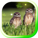 Owl Wild Forest live wallpaper APK