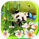 Panda Funny live wallpaper APK