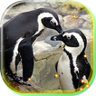 Pinguin Live Wallpaper