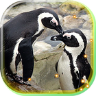 Pinguin live wallpaper-icoon