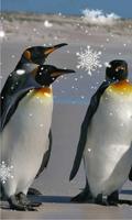 Pinguin live wallpaper Affiche