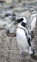 Pinguin live wallpaper syot layar 2