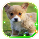 Puppies Pet Cute ไอคอน