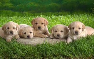 Puppies Pet Cute スクリーンショット 3