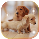 Puppy Fanny live wallpaper APK