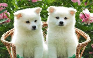 Puppy Fanny live wallpaper imagem de tela 3