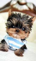 Puppy Fanny live wallpaper Cartaz