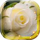 Roses White live wallpaper APK