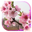 Sakura cerisier
