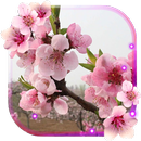 Sakura cerisier APK