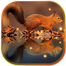 Squirrel Wild Forest live wallpaper APK