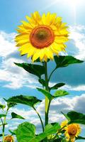 Sunflower Best live wallpaper capture d'écran 3