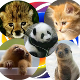 YAP Young Animal Pairs