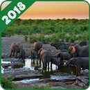 Elephant Wallpaper APK