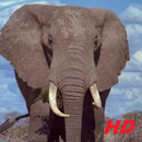 gajah wallpaper HD APK