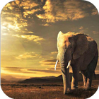 Elephant HD Wallpaper ไอคอน