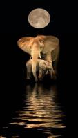 Elephant HD Wallpaper Affiche