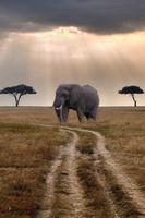 Elephant HD Wallpaper اسکرین شاٹ 2