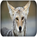 Wild coyote sounds APK