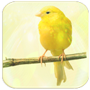 Канарские Звуки APK