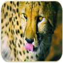 Cheetah Sounds APK