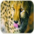 Cheetah Sounds icône