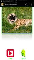 Cheetah Sounds Affiche