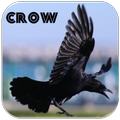 Crow sounds