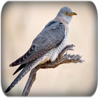 Cuckoo bird sounds icon