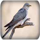 Cuckoo bird sounds APK