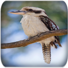 Kookaburra sounds-icoon