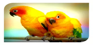 Parrot sounds