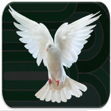 Pigeon sounds biểu tượng
