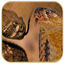 Rattlesnake Suara APK