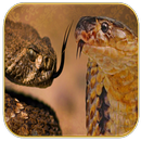 Rattlesnake sounds APK
