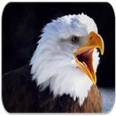 Balde Eagle sounds APK