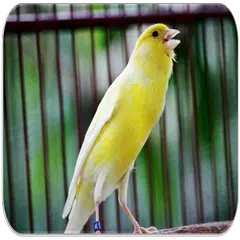 Learn About Canary Bird