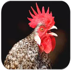 download Rooster sounds XAPK