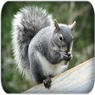 Squirrel sounds آئیکن