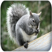 Squirrel sounds icon
