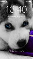 Husky Dog HD verrouillage Affiche