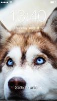 Husky Dog Lock poster