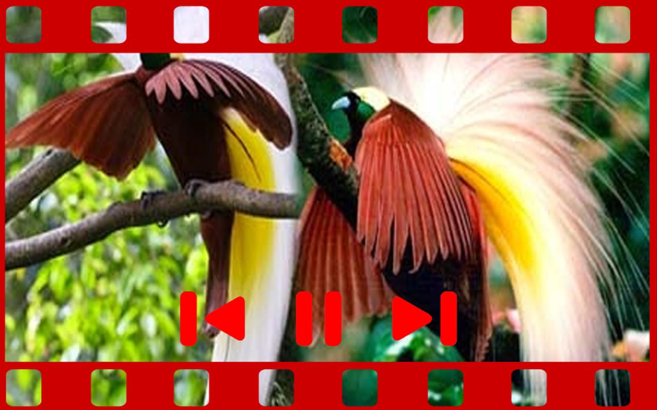 Top Download Gambar Burung Langka Di Indonesia | Goodgambar